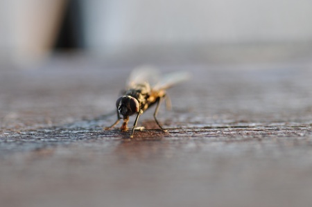 the fly on the tableの写真素材