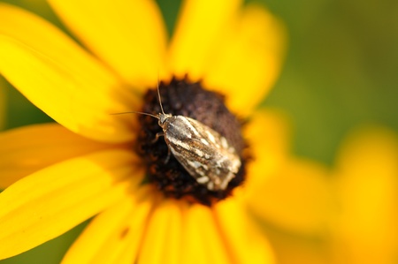 the insect on the flowerの写真素材