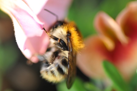 the bee on the flower