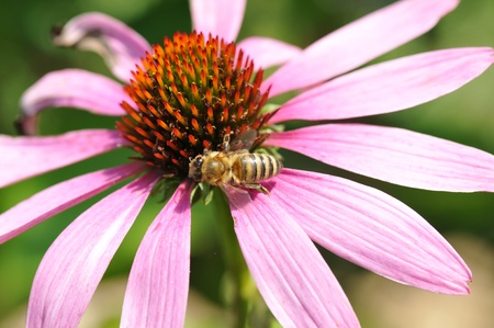 flower with beeの写真素材