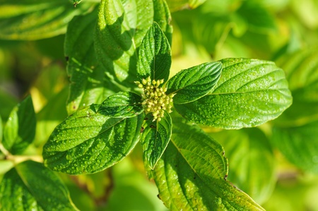 thr green flowerの写真素材