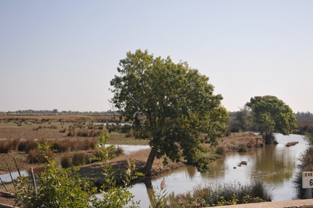 the swampの写真素材