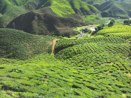 Tea plantationの素材