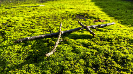 Small things from another angleの写真素材