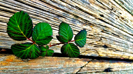 Small things from another angleの写真素材