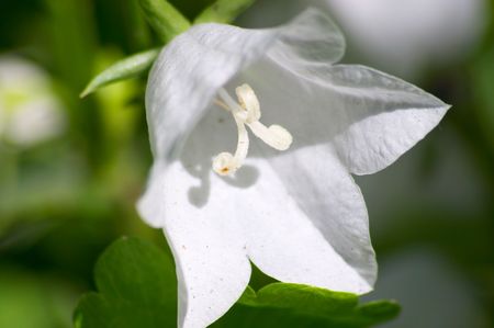 Bellflowerの写真素材