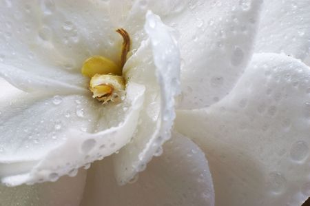 Raindrops on Gardeniaの写真素材