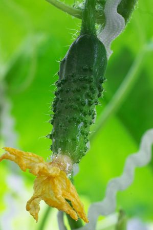 Natural fresh cucumberの写真素材