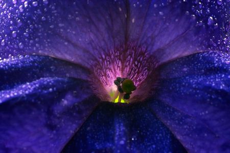 Wet blossom petuniaの写真素材