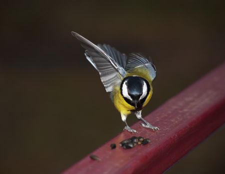 Titmouse landing for taking seed. Belokurikha, november 2006の写真素材