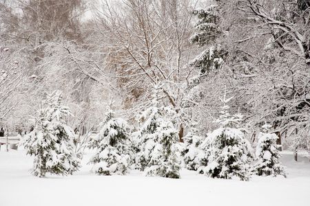 After snowstorm. City park of Novosibirsk, Siberia. December 2006