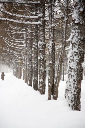 Snowstorm. City park of Novosibirsk, Siberia. December 2006の写真素材