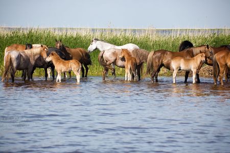 Horses on the watering. Chany lake, Novosibirsk area, June 2007の写真素材