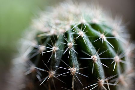 Macro image of the cactus. Shallow DOF. June 2007の写真素材