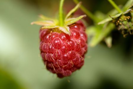 Macro of ripe raspberry at the nature