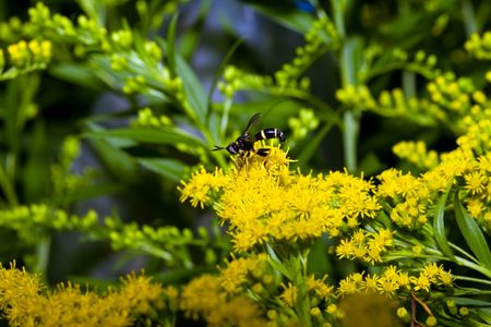 Wasp at the yellow flowers, august 2007の写真素材