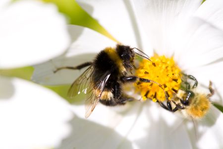 Bee and bumblebee on the cosmea flower.の写真素材