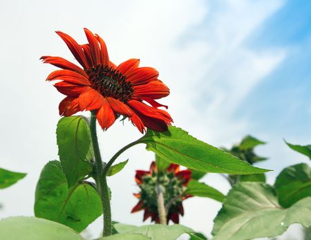 Decorative red sunflower.  Karaganda, july 2008の写真素材