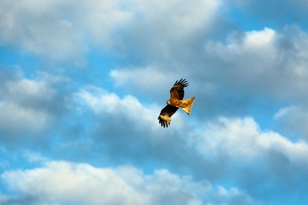 Hover falcon.  Altay, Russian federatoin.