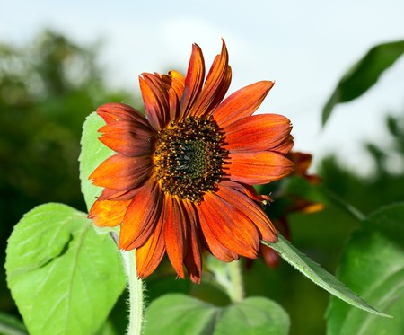 Decorative red sunflower.  Karaganda, july 2008の写真素材
