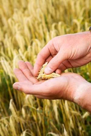 Rye heads in the palms of man
