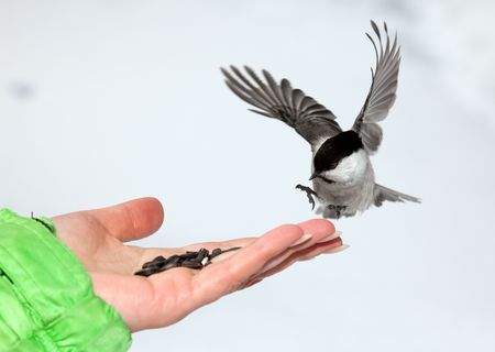 Chickadee landing to women armの写真素材