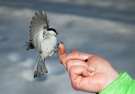 Chickadee landing to women armの写真素材