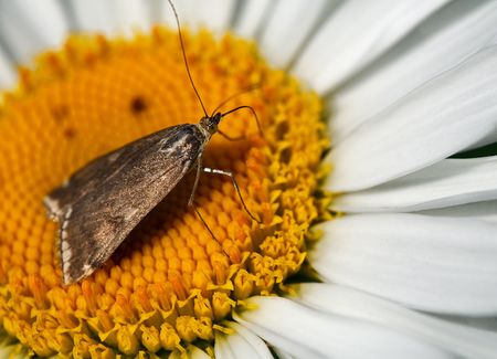 Butterfly on a large garden daisy eating nectarの写真素材
