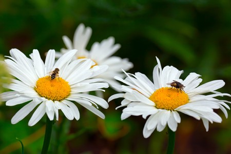 Flies in the large blooming garden daisies.