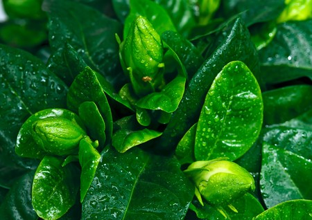 Buds of gardenia flower with raindrops.の写真素材