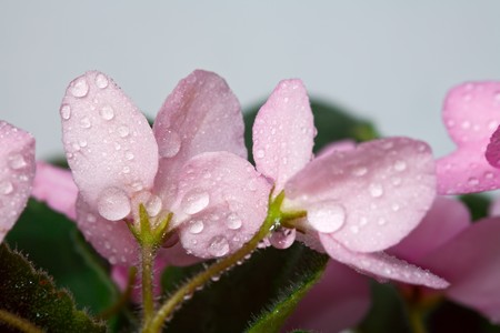 Pink african violets with drops, macro.の写真素材