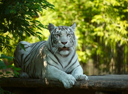 White tigress resting. Novosibirsk ZOO.の写真素材