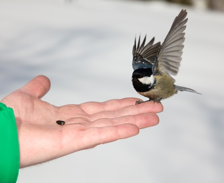 Chickadee landing to women armの写真素材