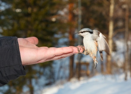 Nuthatch eating seeds from the palmの写真素材