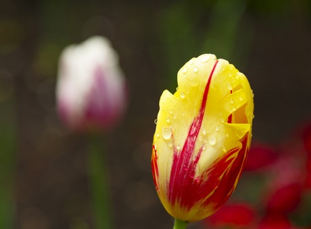 Yellow-Red Tulipの写真素材