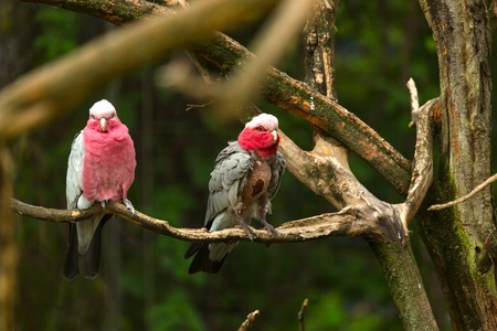 Pink Cockatoo on the treeの写真素材