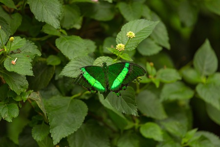 Bright green tropical butterflyの写真素材