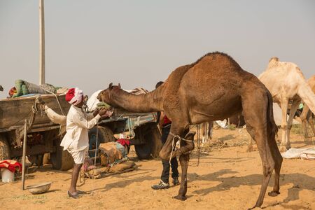 Fair of camels Pushkarのeditorial素材