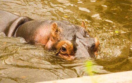 Hippopotamus swims in a swampの写真素材