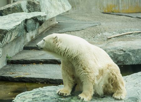 Polar bear at the zooの写真素材