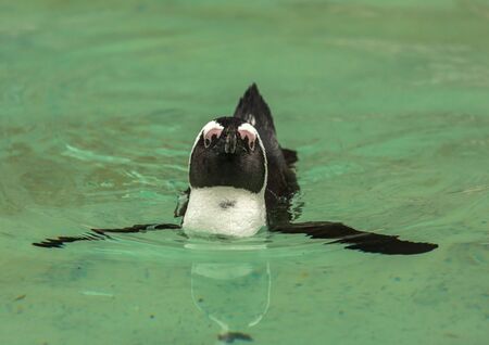Penguin bird swimsの写真素材