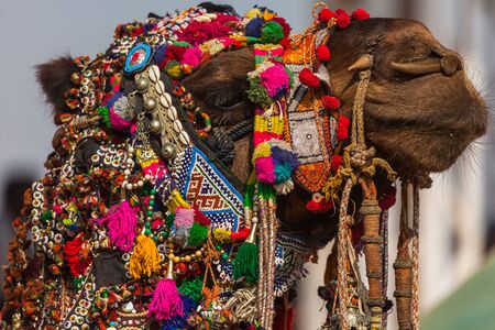 Camel at the fair in Pushkar, Indiaの写真素材
