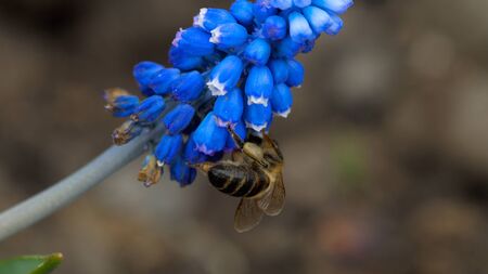 Bee on the Muscari flowerの写真素材