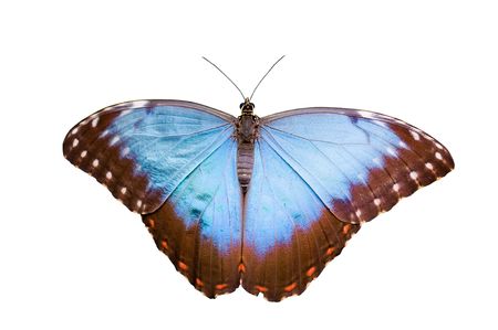 Butterflyの写真素材