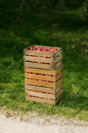 red organic apples in a boxの写真素材