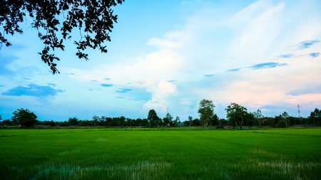 Background Green Cornfield with blue skyの写真素材