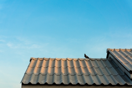 Bird on house roof with blue skyの写真素材