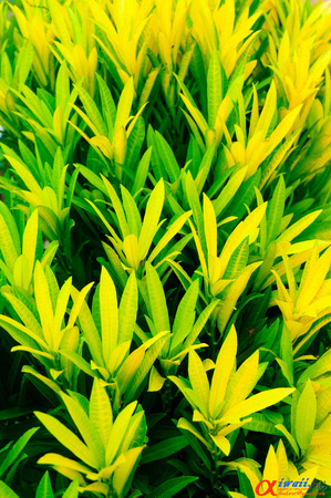 Green leaves background, Natural Landscape.