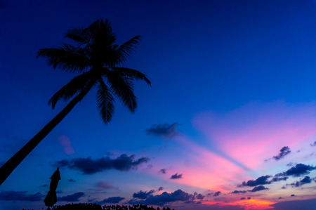 coconut tree with Sunset silhouetteand umberaの写真素材