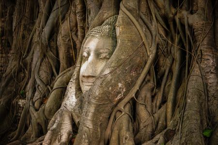 Head of ancient Buddha surrounded by the roots of a tree of Wat Mahatat in Ayuttaya, Thailandの写真素材